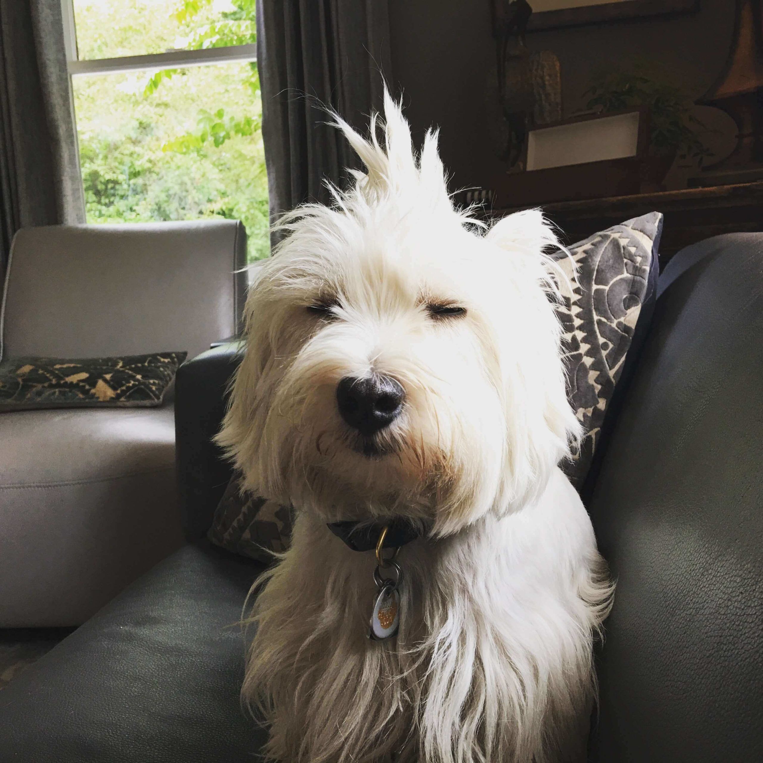 Pet friendly atlanta rentals